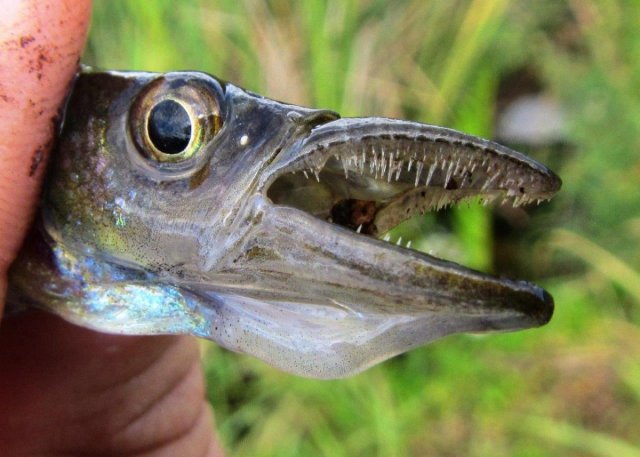 micro-pike-face-2.jpg