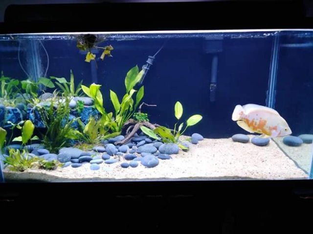 for Oscar fish tank Live plant aquarium AY Pellia 