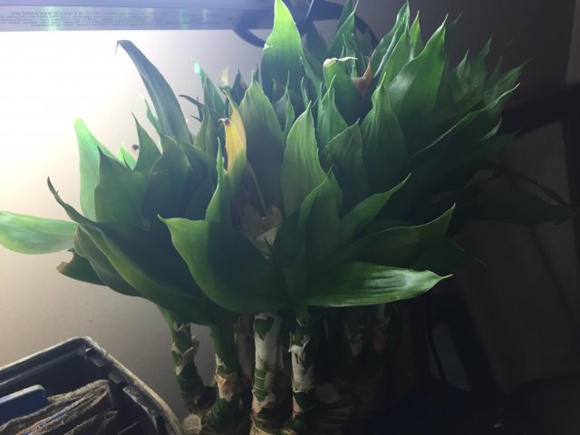 00F54AB7-7C8F-4F3C-B01C-E4A88C5BE767.jpeg