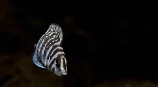 DSC_1783.jpg