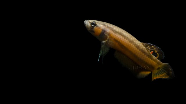 DSC_1664.jpg