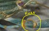 fuzz.jpg fuzz.jpg