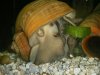 snail 002.jpg