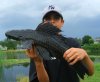 sailfin.jpg