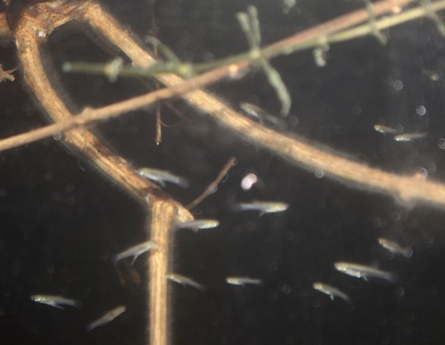 fullsizeoutput_b5c.jpeg fullsizeoutput_b5c.jpeg