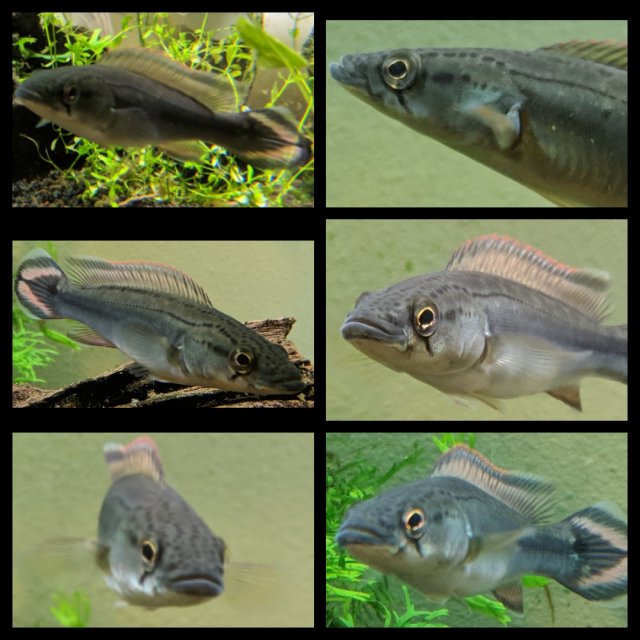 Cichlid Species Chart