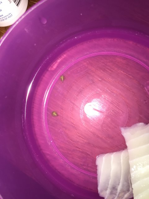 2D2AECDF-CEAA-4AA6-9F53-FF7FF3698BAA.jpeg 2D2AECDF-CEAA-4AA6-9F53-FF7FF3698BAA.jpeg