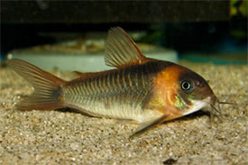Corydoras_eques.jpg Corydoras_eques.jpg