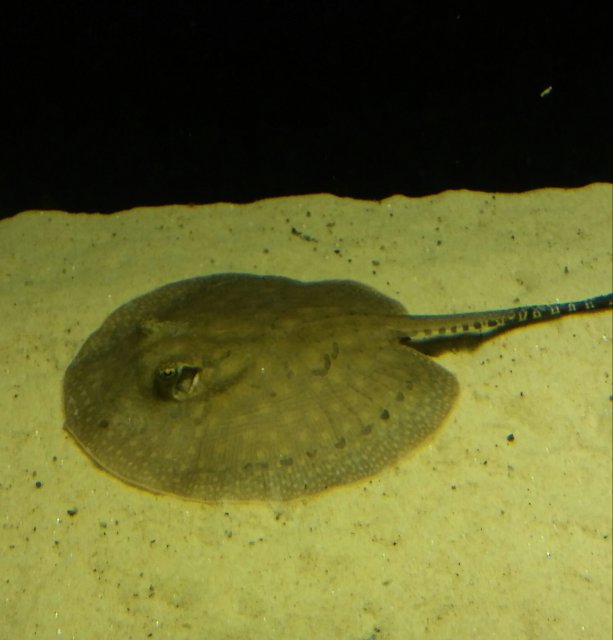 Orb MFK 2.jpg