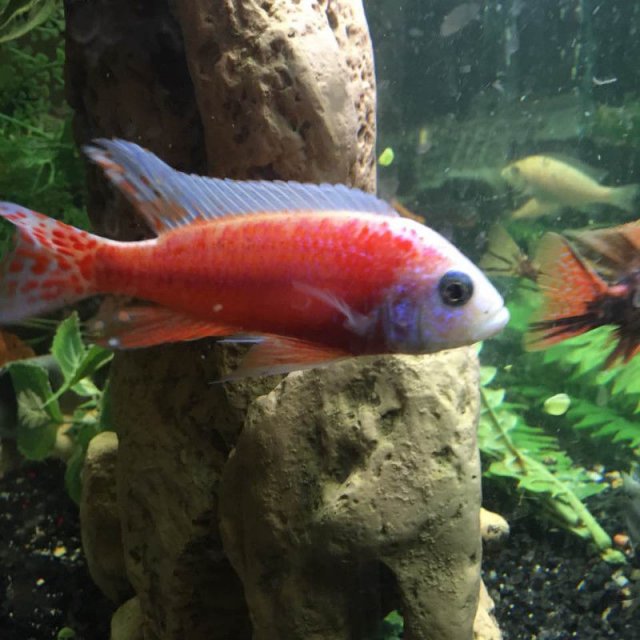 firefishbest.JPG