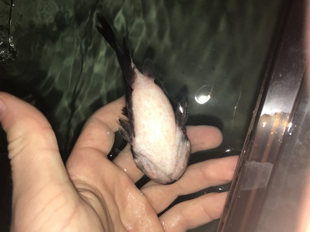 0221DED2-C3EC-4D5B-B77C-2CDAE64EBFB3.jpeg 0221DED2-C3EC-4D5B-B77C-2CDAE64EBFB3.jpeg