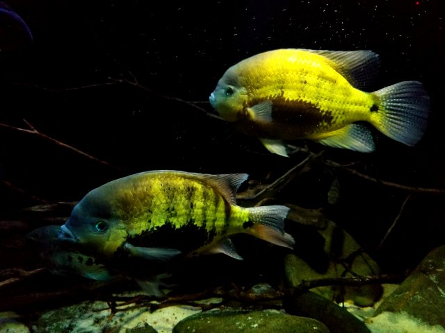 20190115_211818(0).jpg 20190115_211818(0).jpg