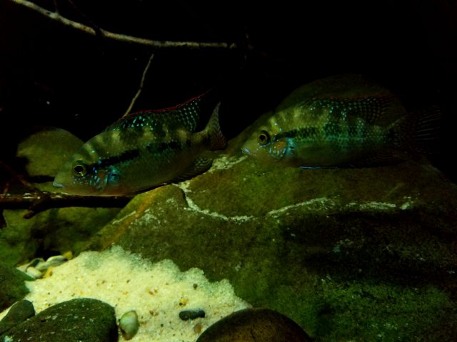 20190115_211631.jpg 20190115_211631.jpg