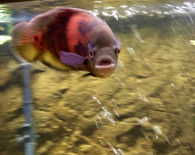12 Oscar video MonsterFishKeepers.com