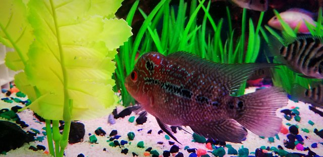 Fh From Petco Not Redstar Monsterfishkeepers Com