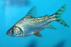 semaprochilodus_insignis_1-288x192.jpg