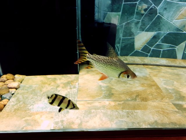 Mr Friendly Flagtail 11 Dec 18b 3333ddd.jpg