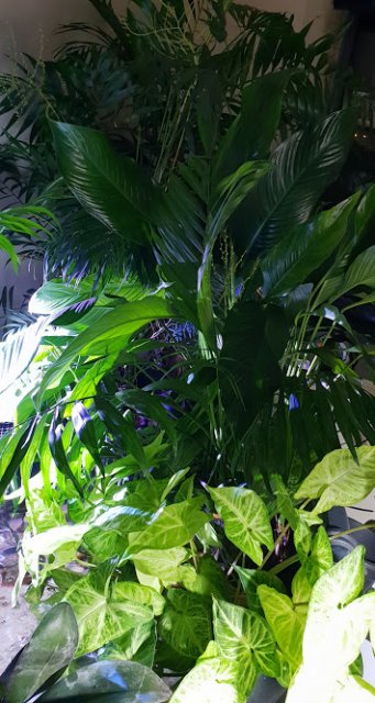 Pond 3.jpg Pond 3.jpg