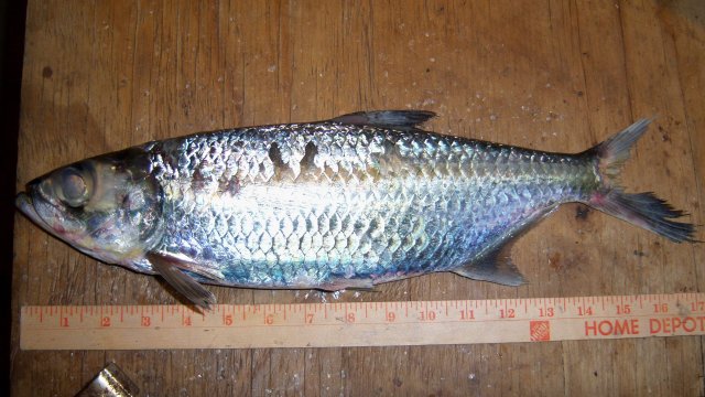 100_8386.JPG