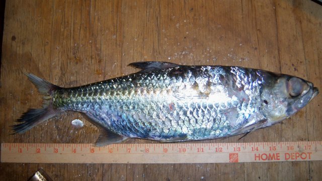 100_8387.JPG