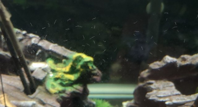 Worm thing on tank.jpg