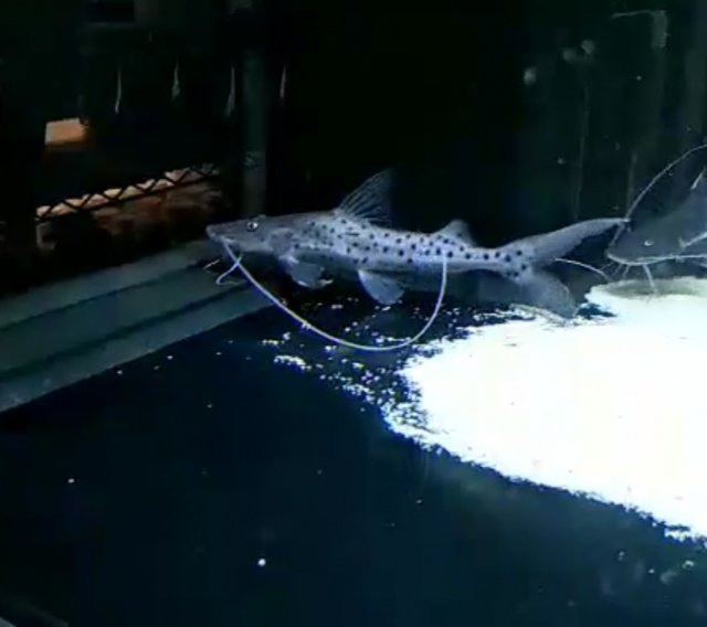 Piraiba Catfish Eats Man