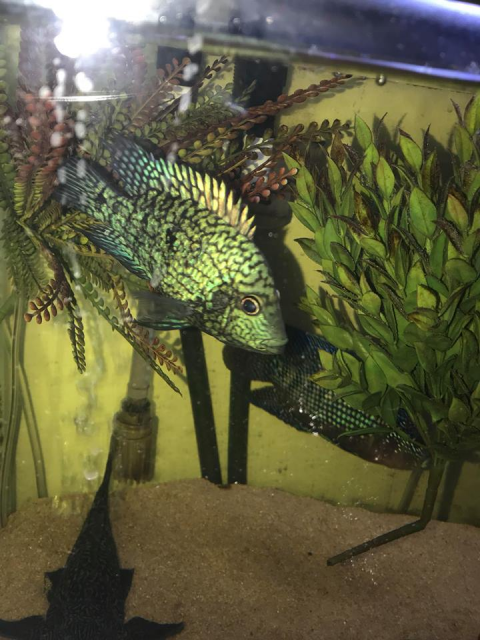 My New Electric Blue Texas Cichlid!!! | MonsterFishKeepers.com