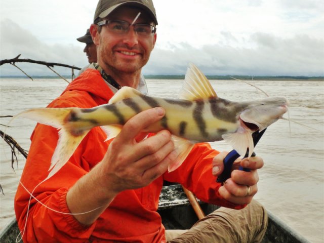 Zebra Catfish.jpg Zebra Catfish.jpg