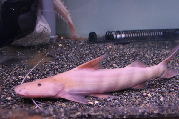 platinum zebra cat.jpg