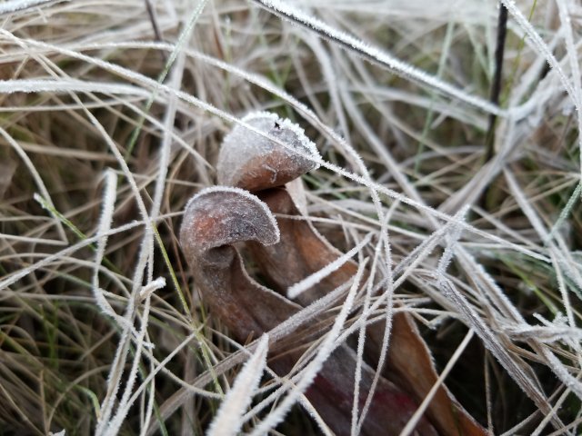 20190131_071536.jpg 20190131_071536.jpg