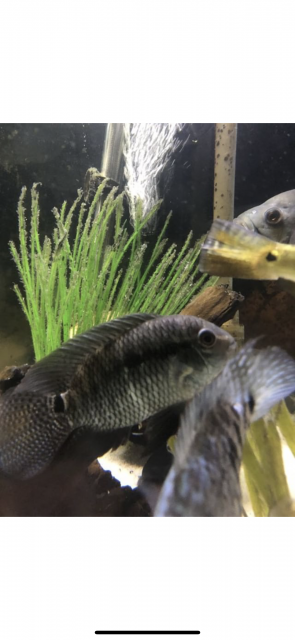 34E35F28-8104-48FA-987C-5156BA546ABE.png 34E35F28-8104-48FA-987C-5156BA546ABE.png