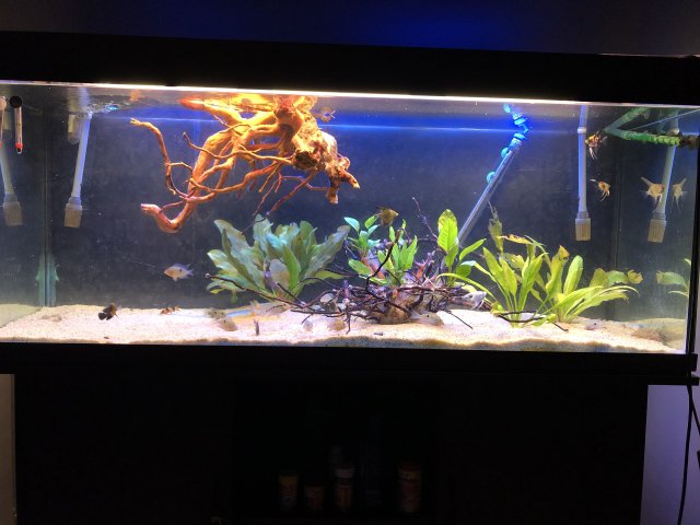 Oscar tank setup hot sale