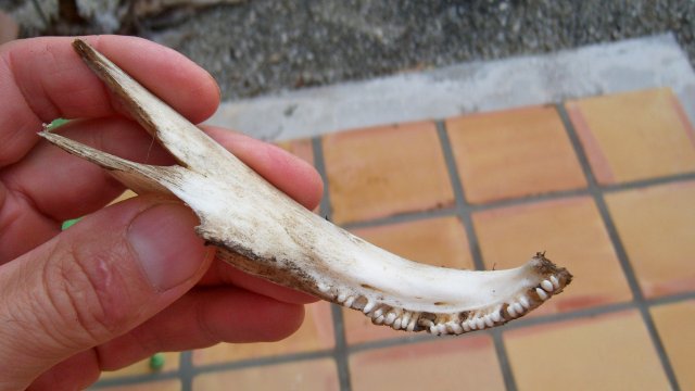 100_8429.JPG