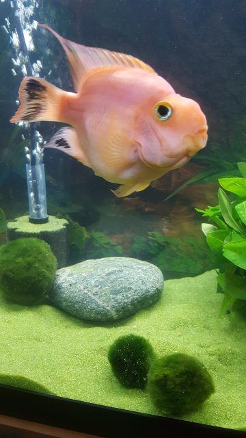 Marimo 7.jpg