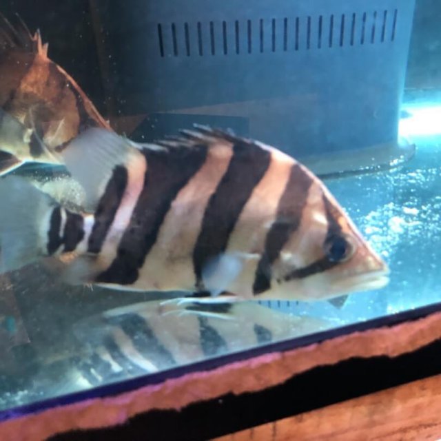 exoticfishshop.com-3-bar-datnoid-clean-bar-04.jpg
