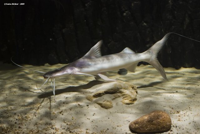 Brachyplatystoma-platynemum.jpg