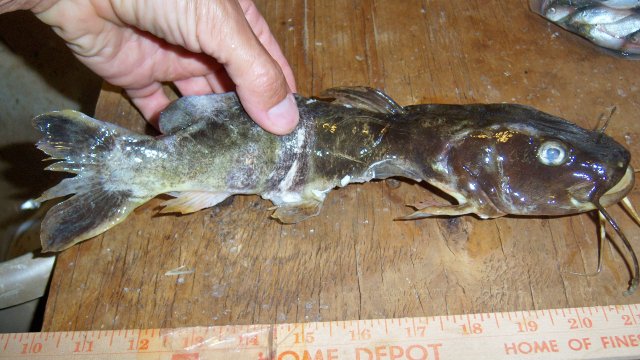 Aluminum, ornatus, last 2.JPG Aluminum, ornatus, last 2.JPG