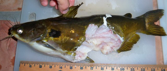 Suncat, 2nd dead, 2.JPG Suncat, 2nd dead, 2.JPG