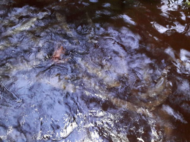 May-24th-2018-hungry-Brook-Trout-Aquaponics-greenhouse.jpg