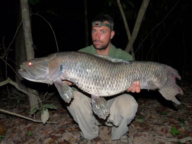 Hoplias Aimara 02.jpg