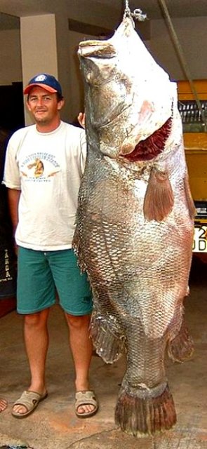 nile_perch_Lates_niloticus.jpg