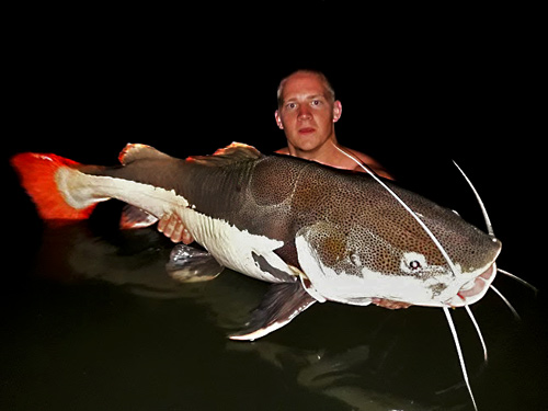 redtail_catfish_76.jpg