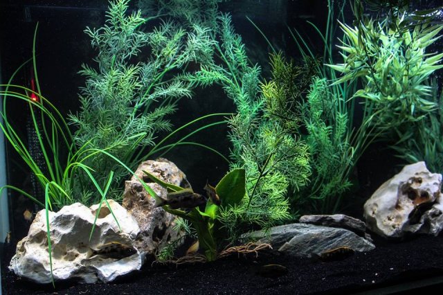 elite cichlids plant.jpg