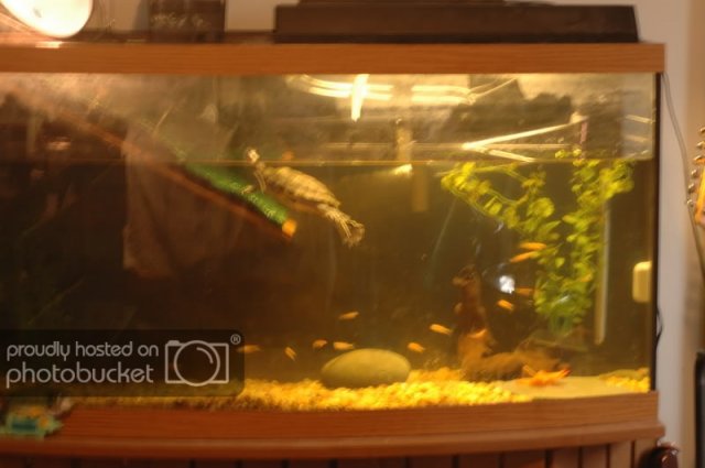Turt 1.jpg