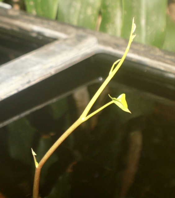 fullsizeoutput_be7.jpeg fullsizeoutput_be7.jpeg