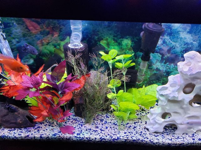 Cichlid.jpg