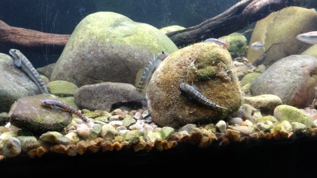 Sicyopterus Japonicus 1.jpg