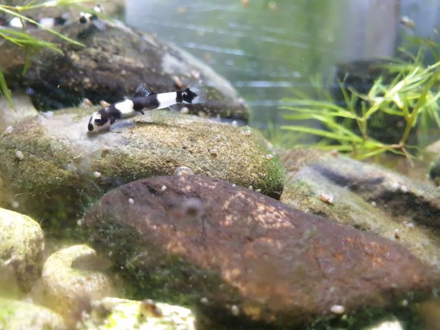 Panada Loach 1.jpg