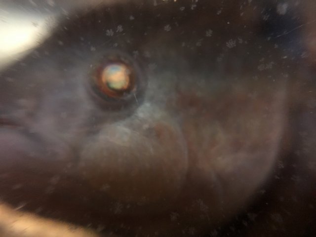 491C0321-5E62-462F-9AB6-AD22B80E527B.jpeg