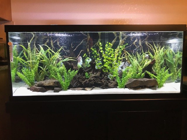 How Many Clown Loaches in a 75 Gallon Tank